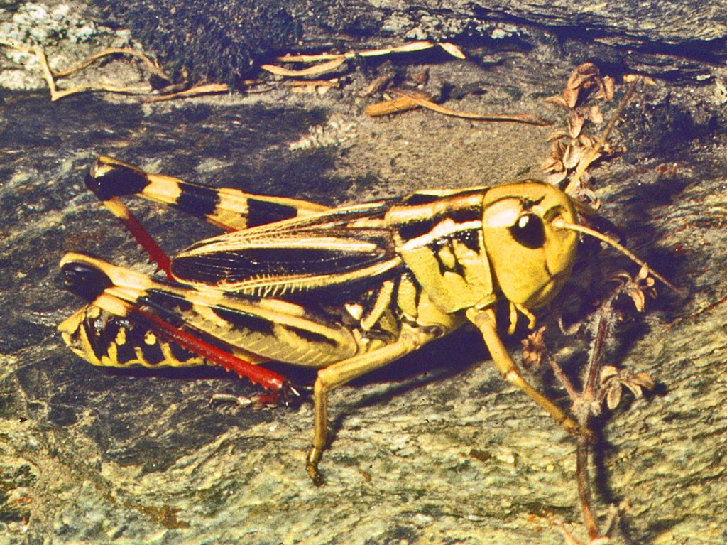 Arcyptera fusca