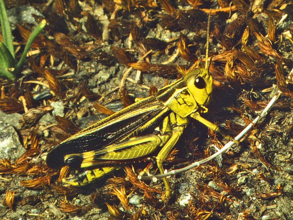 Arcyptera fusca