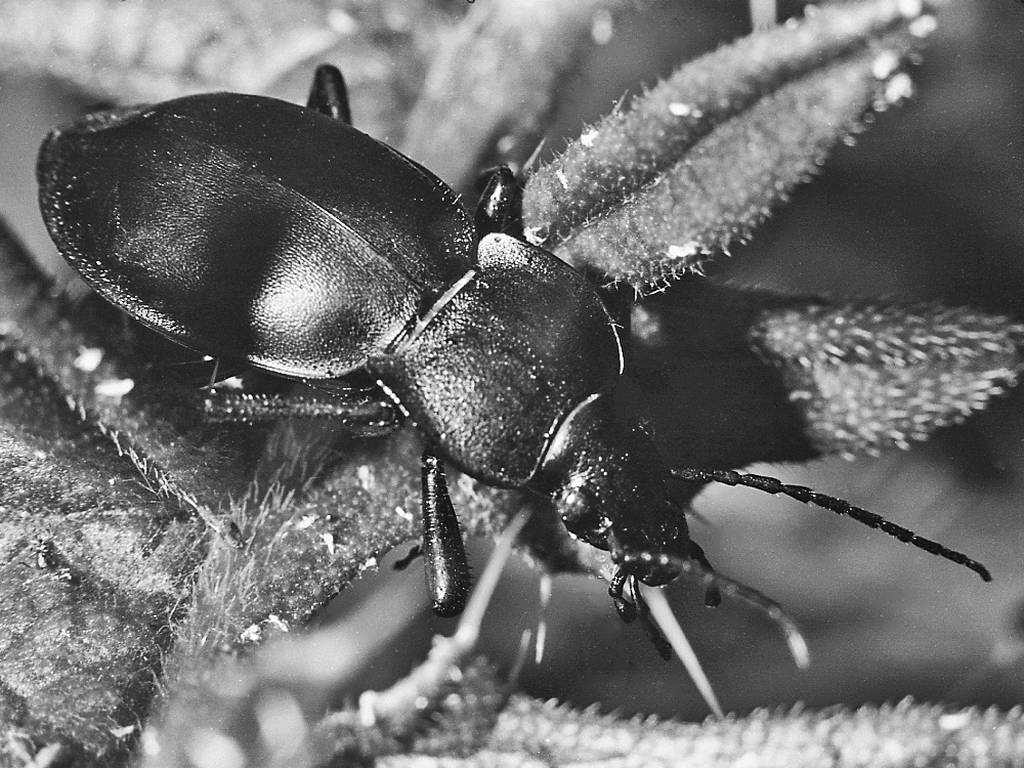 Immagini fuori corso di un coleottero: Carabus glabratus