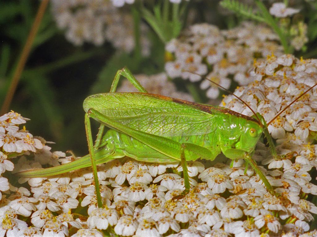 Tettigonia cantans