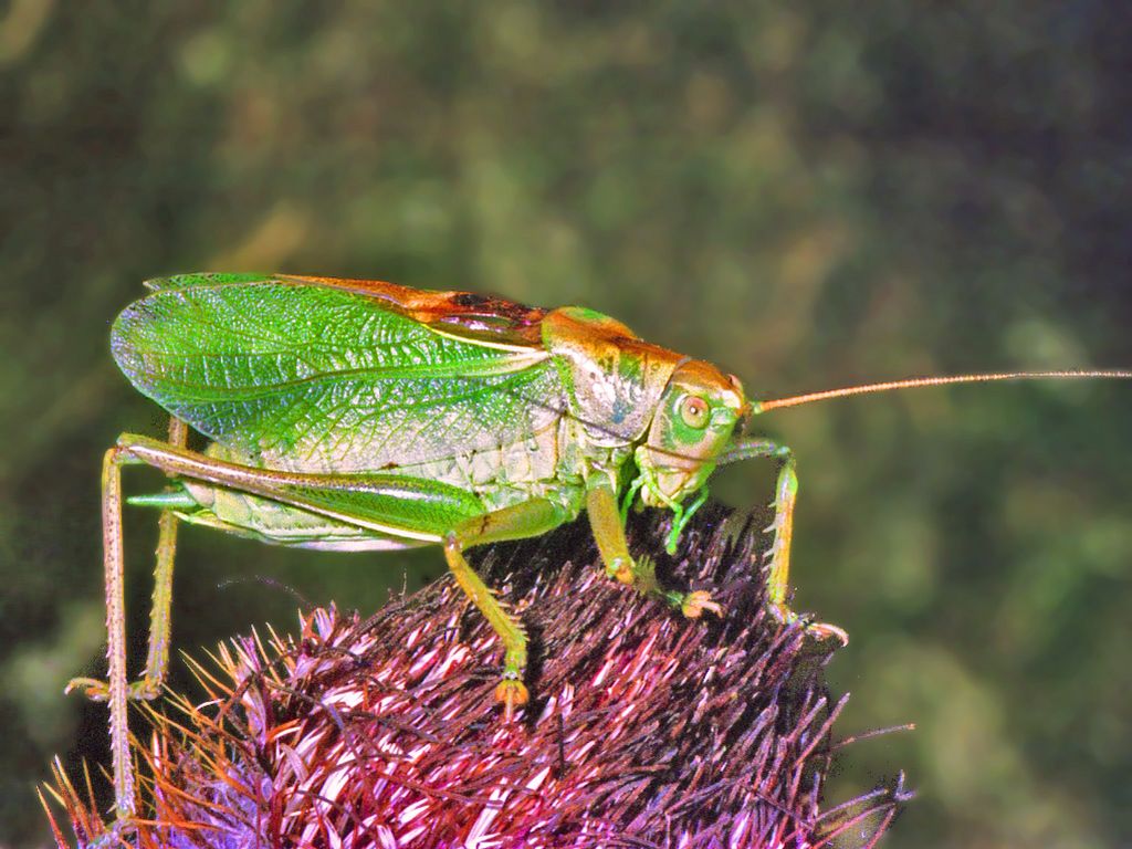 Tettigonia cantans