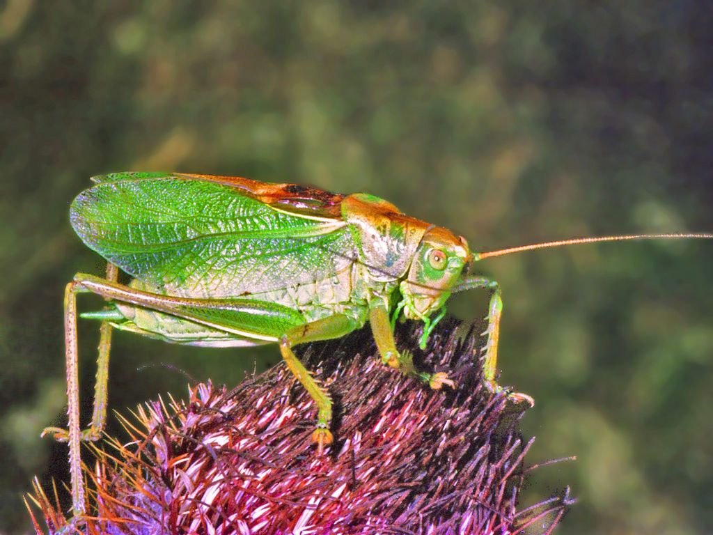 Tettigonia cantans