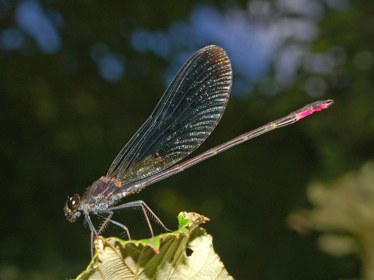 Una bella rossa: Calopteryx haemorrhoidalis occasi