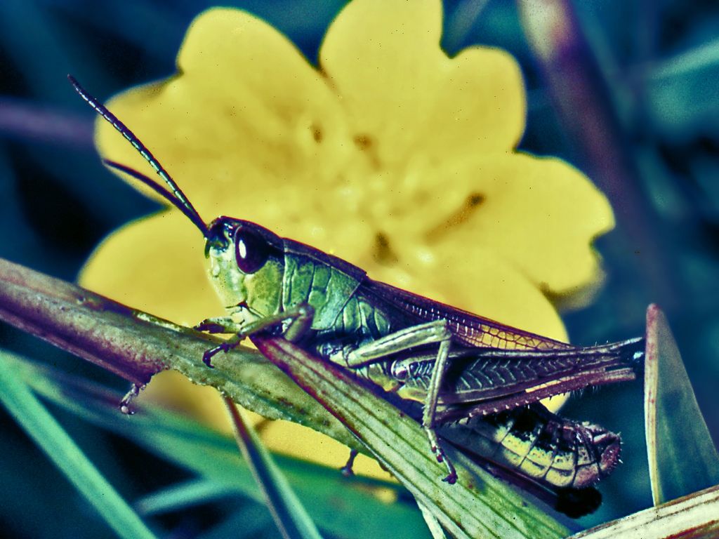 Una vecchia immagine: Chorthippus parallelus