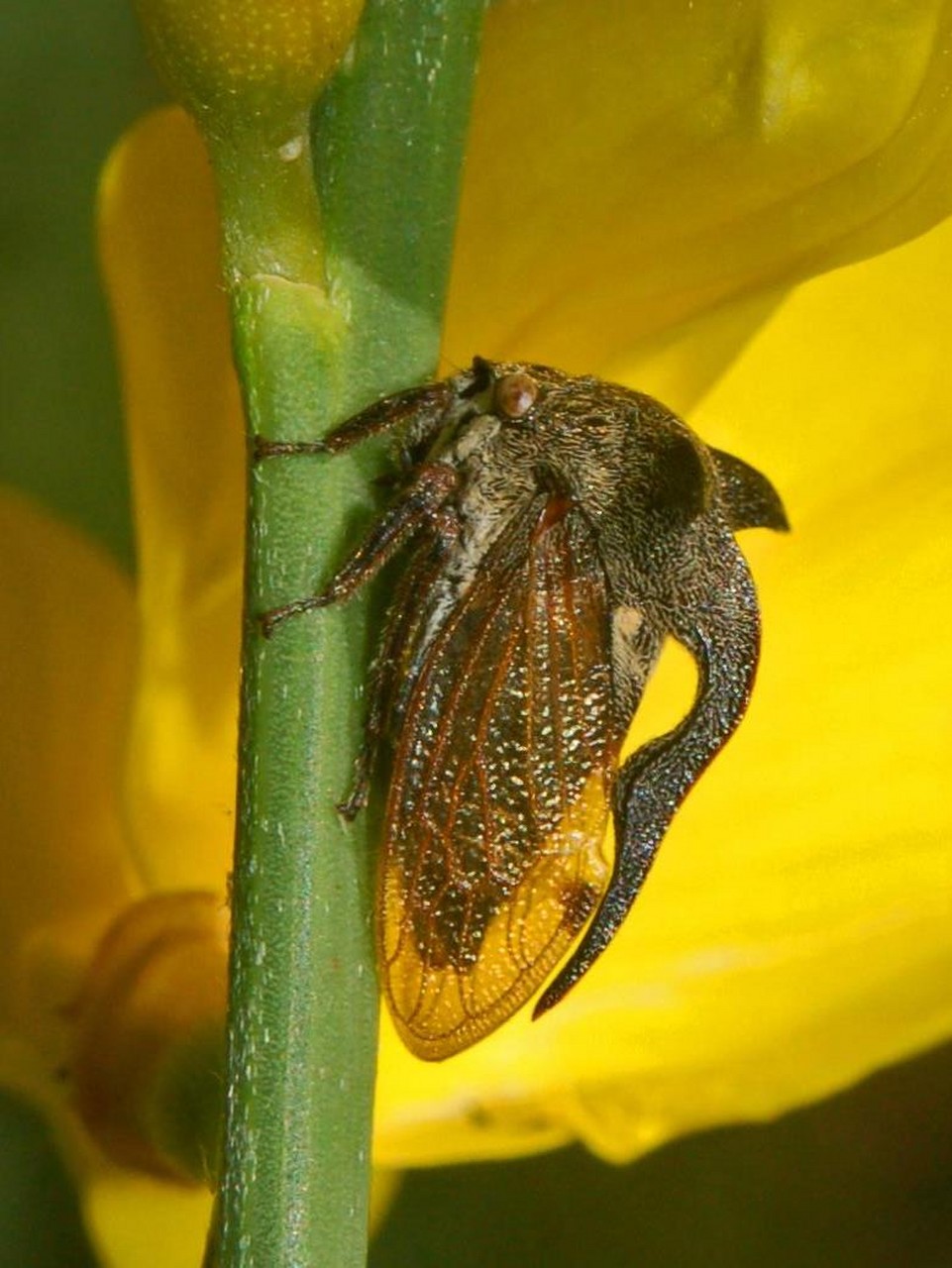 Membracidi su ginestre: Centrotus cornutus