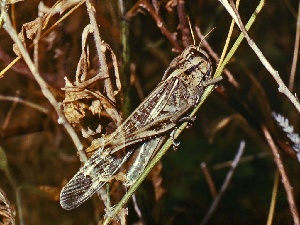 Due cavallette: Locusta migratoria