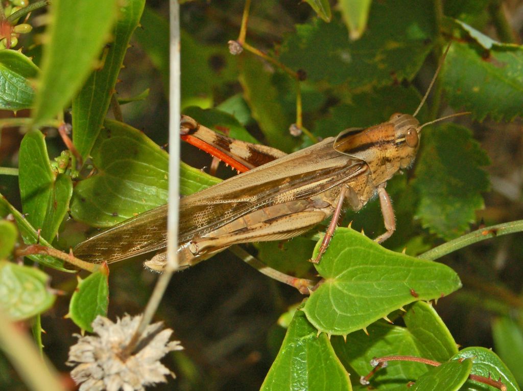 Una cavalletta dalle zampe rosse: Locusta migratoria