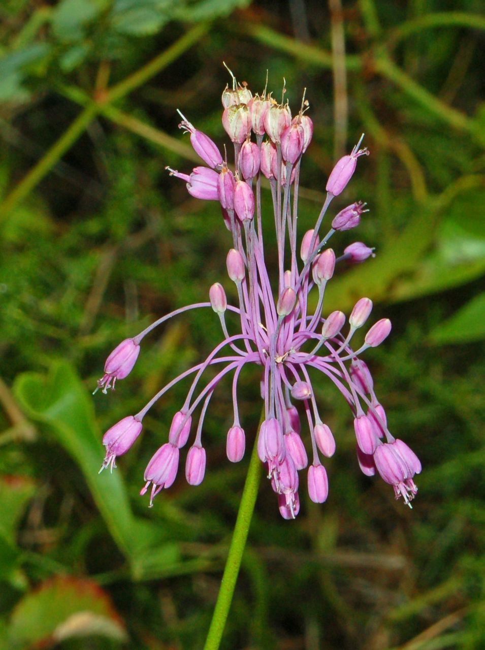 Allium carinatum subsp. pulchellum / Aglio grazioso