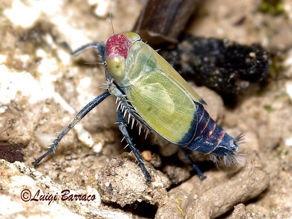 Cicadella testa rossa