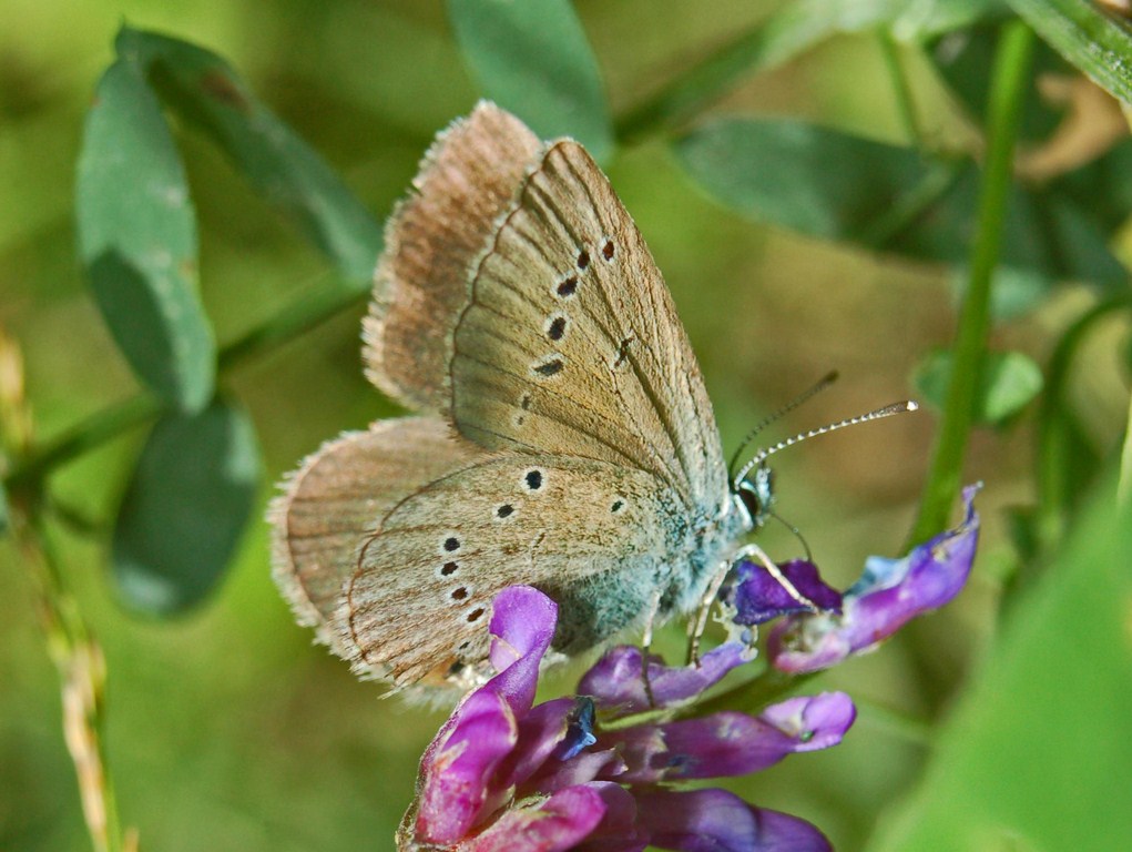 Un licenide  da identificare