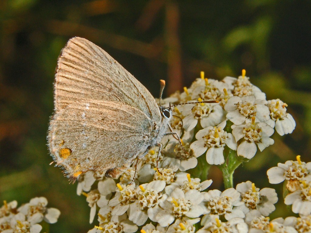 Satyrium sp. da determinare - Satyrium acaciae