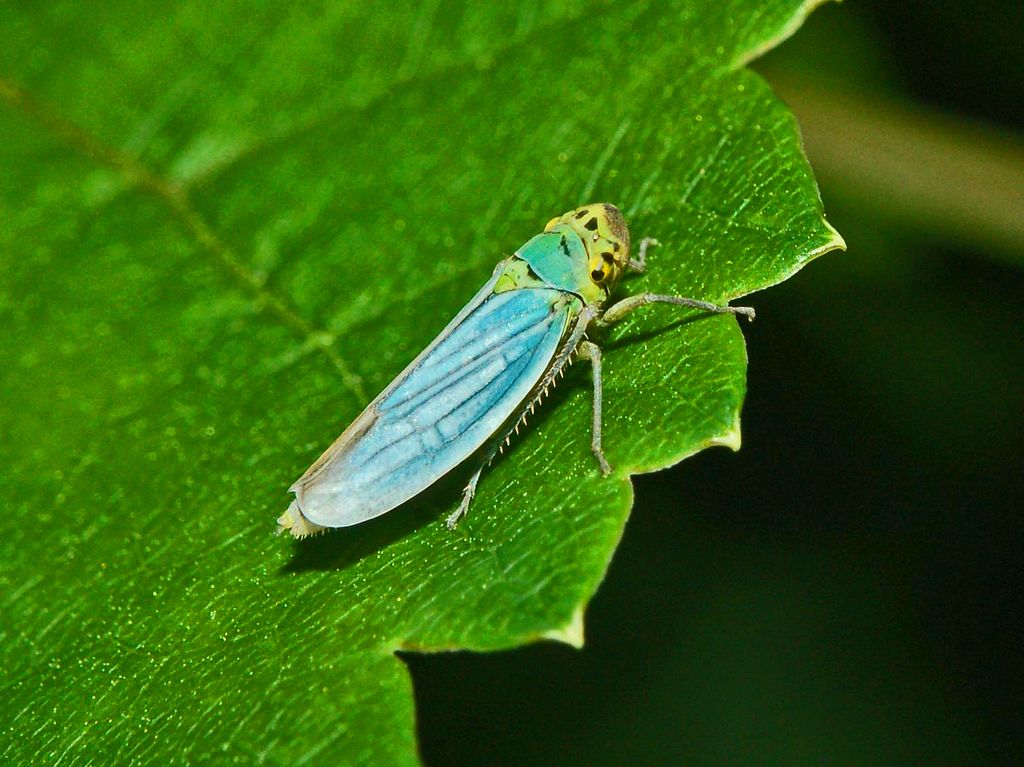 Cicadella viridis