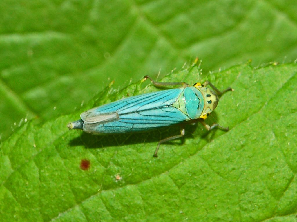 Cicadella viridis