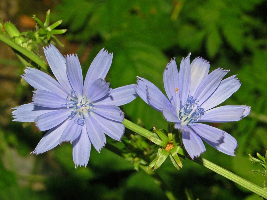 Cichorium intybus / Cicoria comune