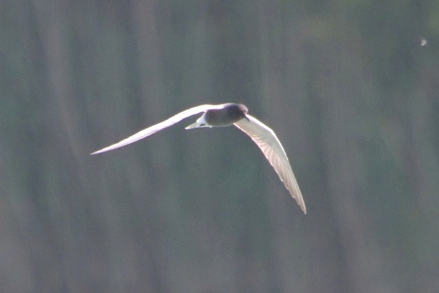 Da determinare [ Mignattino comune ]