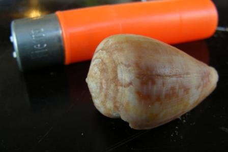 ecco il conus