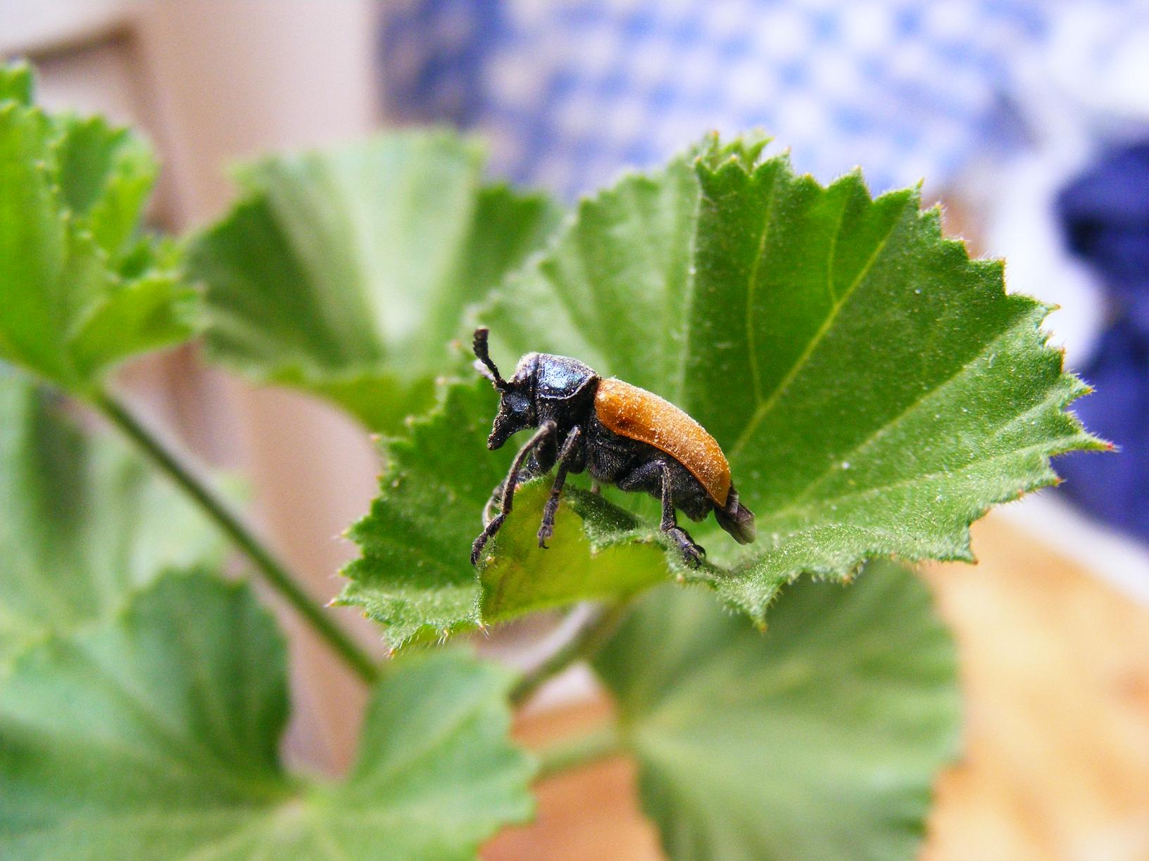 Le mie prime macro...chi ? Labidostomis taxicornis