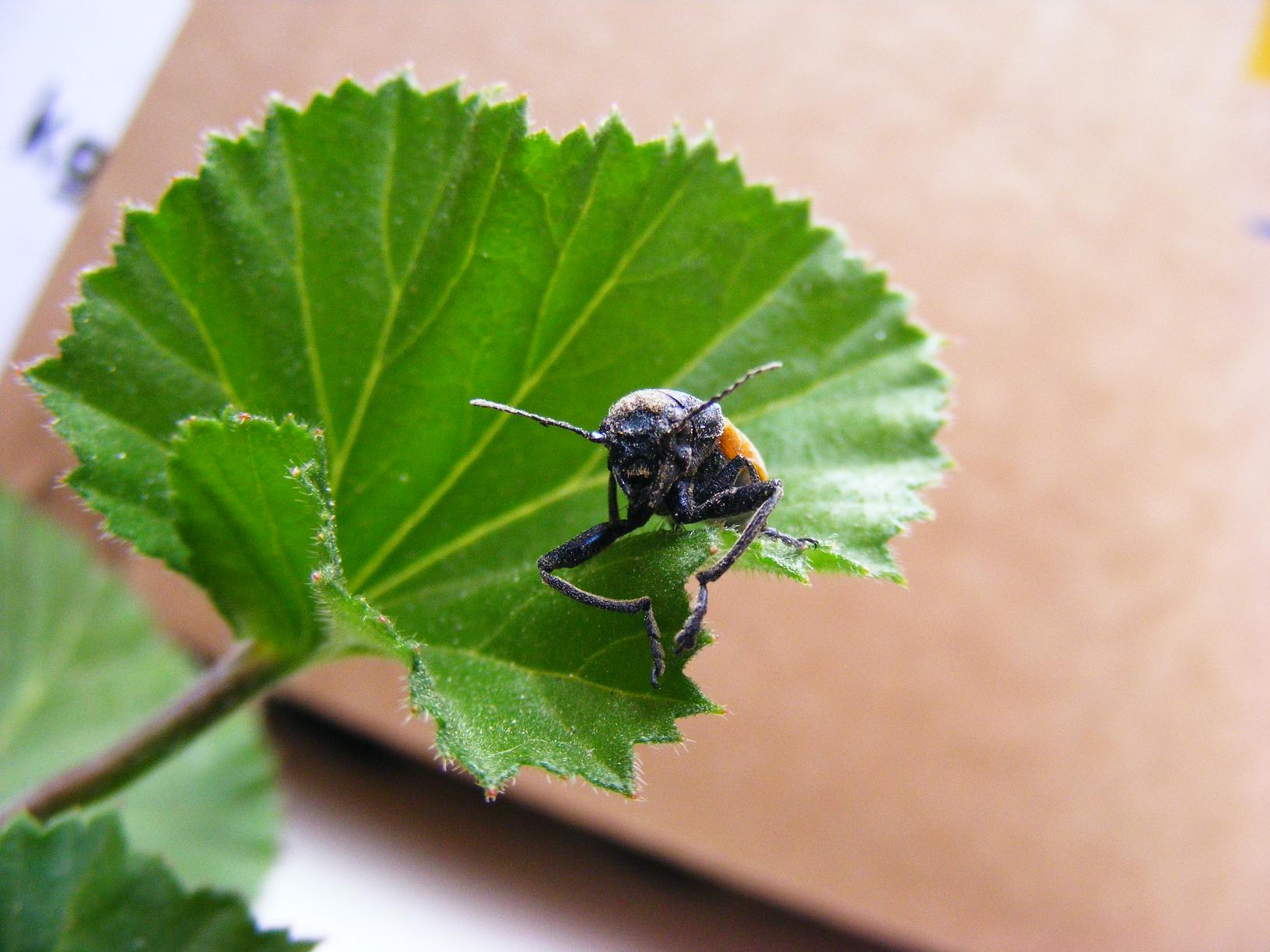 Le mie prime macro...chi ? Labidostomis taxicornis