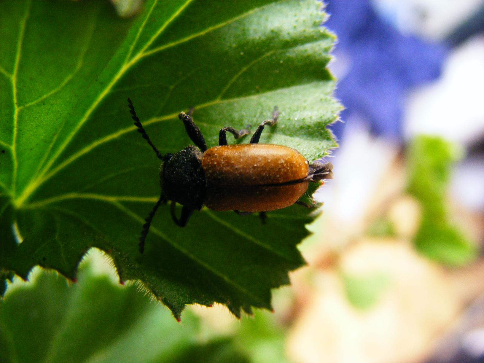 Le mie prime macro...chi è? Labidostomis taxicornis