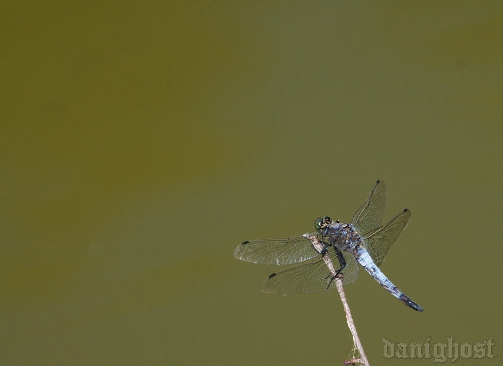 Orthetrum coerulescens e cancellatum