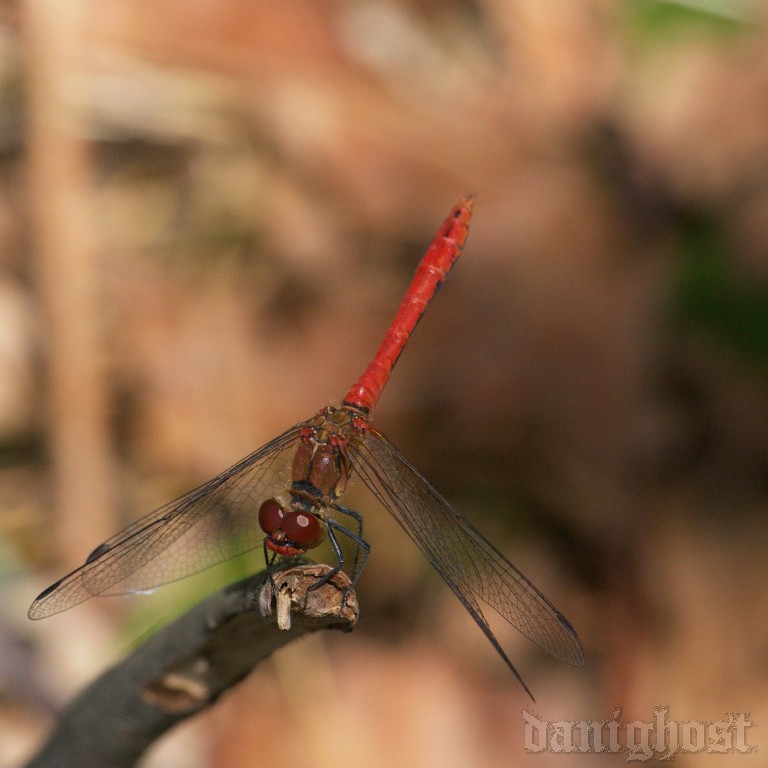 Sympetrum sanguineum