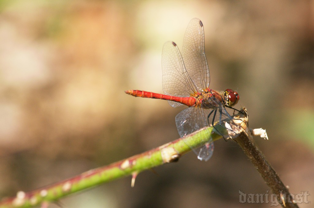 Sympetrum sanguineum