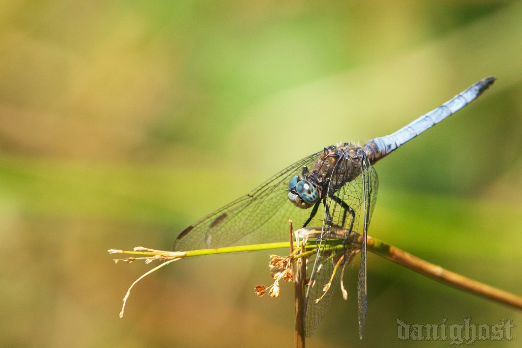 Orthetrum coerulescens e cancellatum