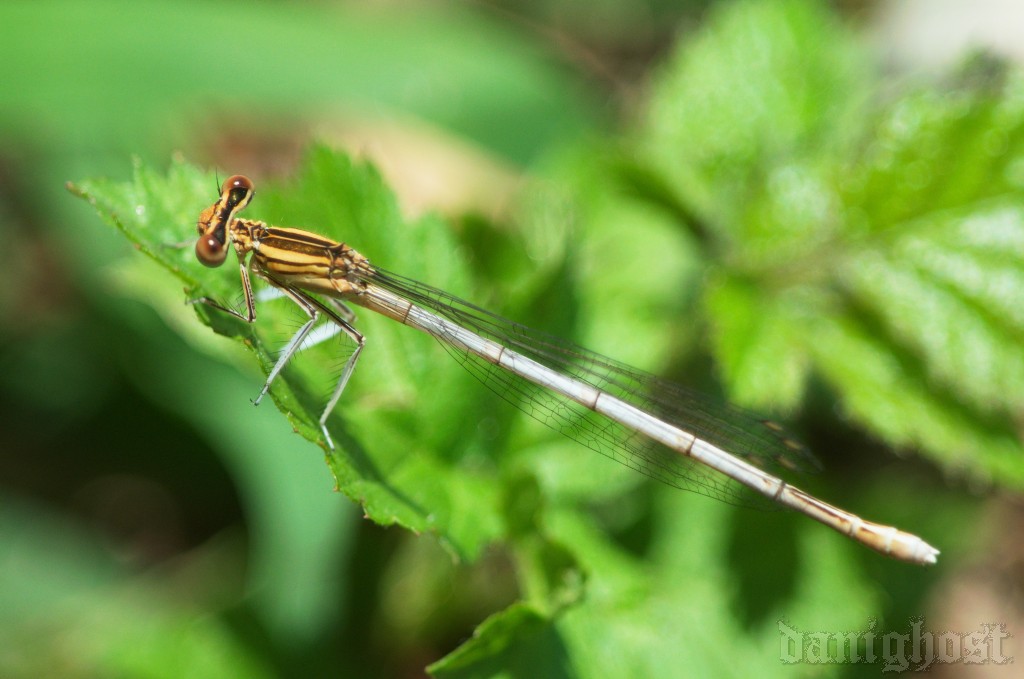 Sono Platycnemis? - S, Platycnemis pennipes (immaturi)