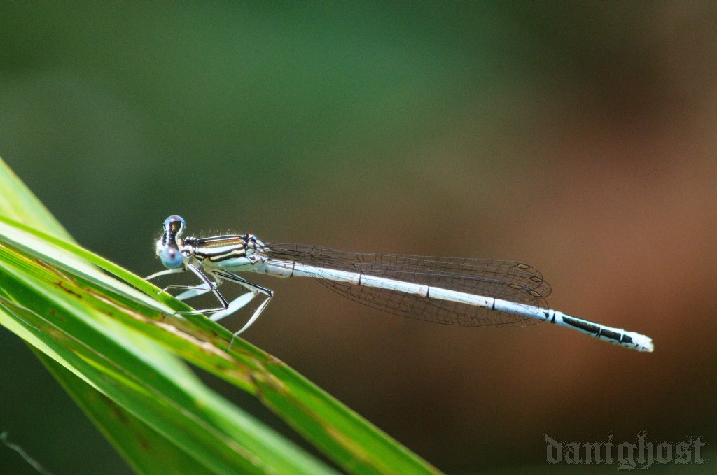 Sono Platycnemis? - S, Platycnemis pennipes (immaturi)