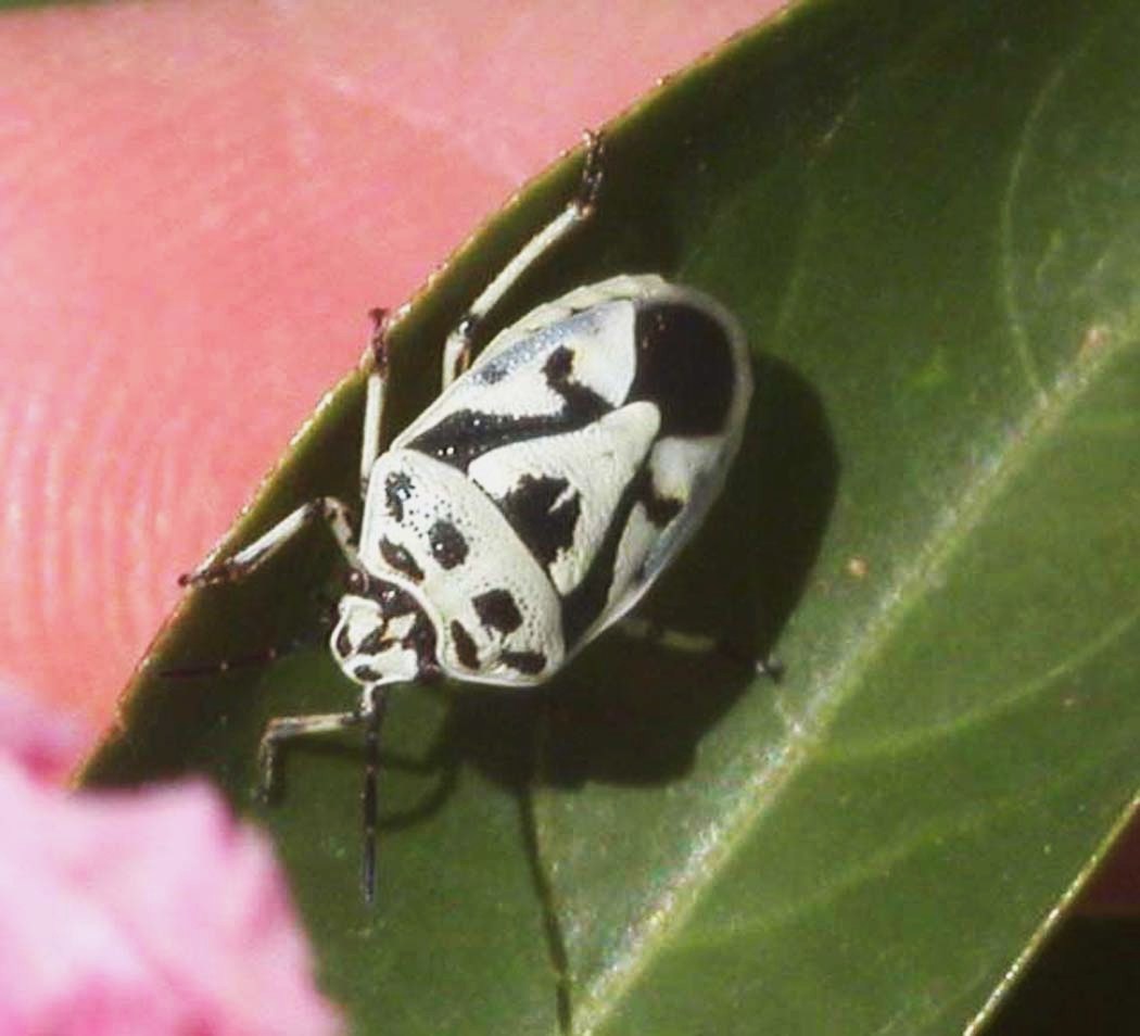 Pentatomidae: Eurydema ornata,  bianca e nera
