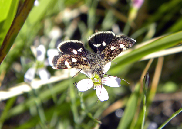 2 farfalline non identificata