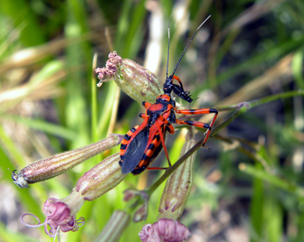 Reduviidae: Rhynocoris rubricus della Calabria (RC)