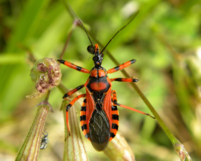 Reduviidae: Rhynocoris rubricus della Calabria (RC)