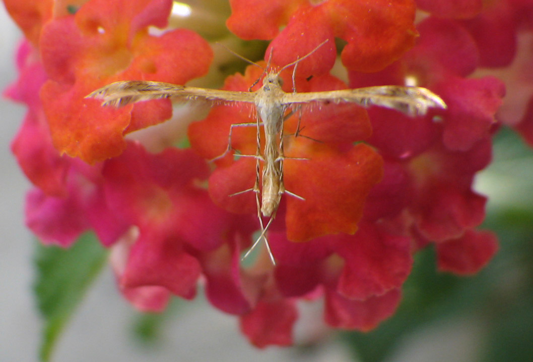 Pterophoridae