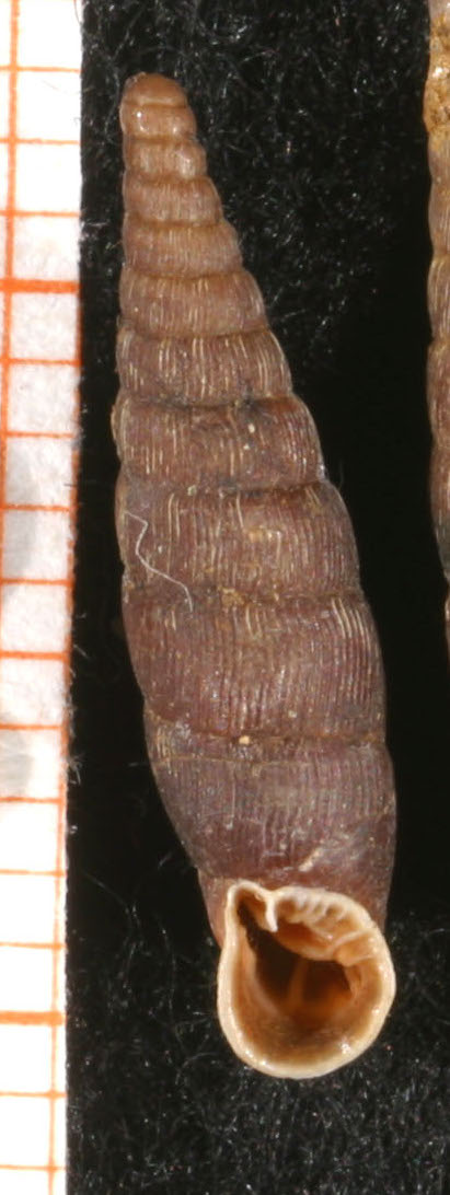 Macrogastra densestriata?