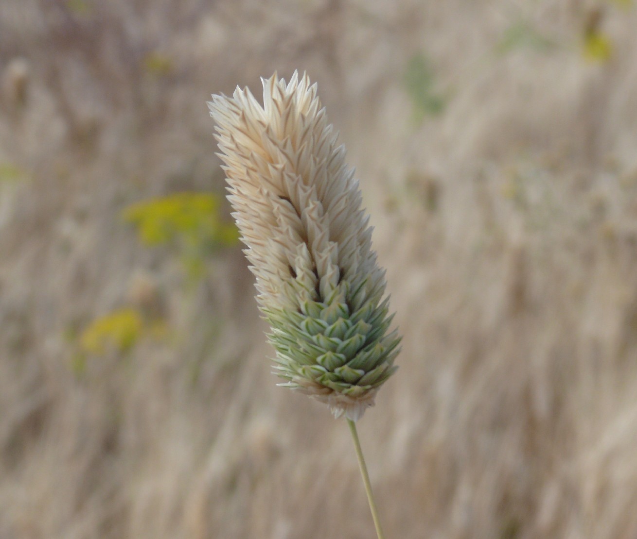 Phalaris paradoxa