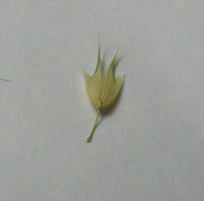 Phalaris paradoxa