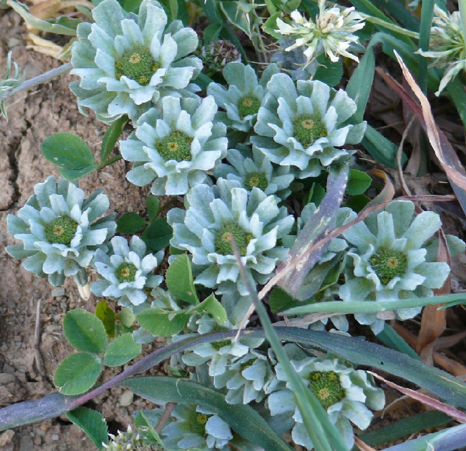 Filago pygmaea (=Evax pygmaea) / Evax comune