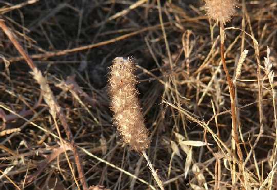 Trifolium angustifolium