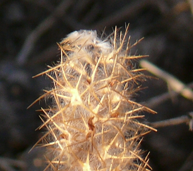 Trifolium angustifolium