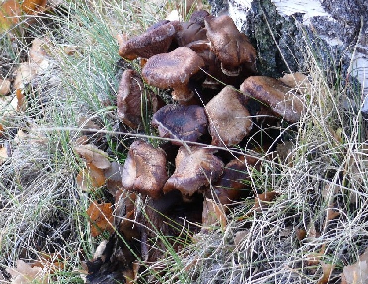 Armillaria mellea?!?