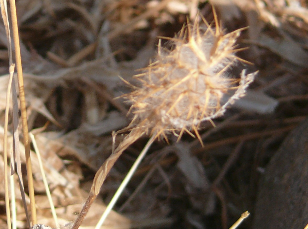 Trifolium angustifolium