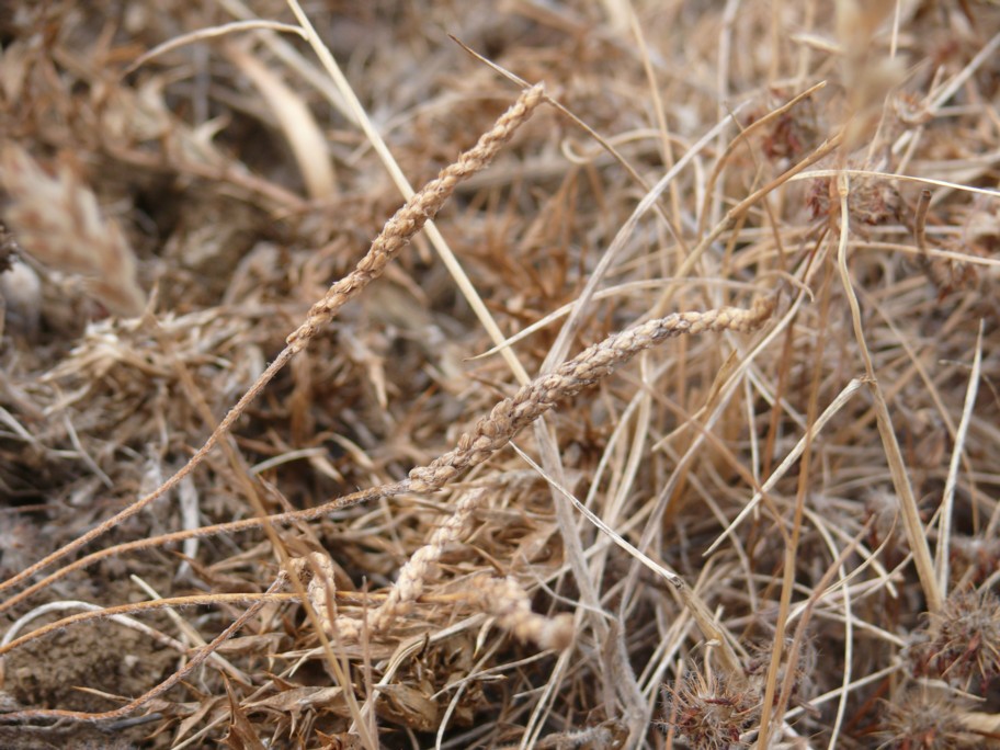 Graminacea - No, Plantago sp.