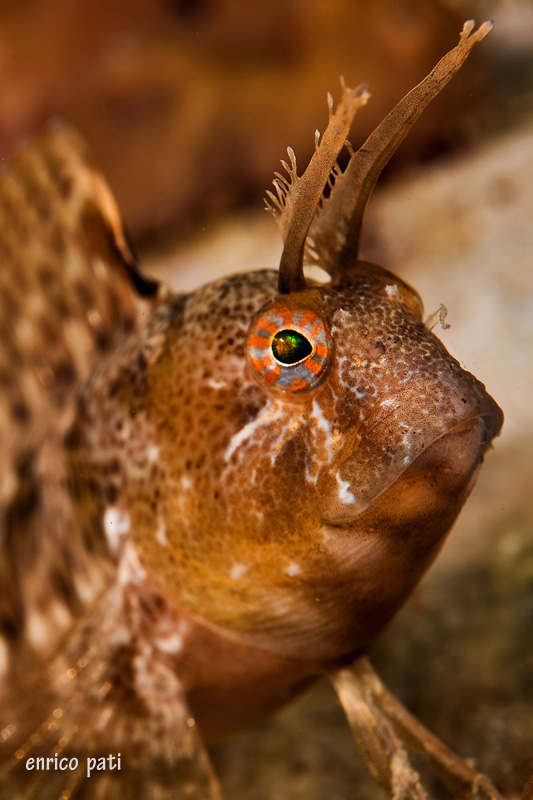 Parablennius tentacularis