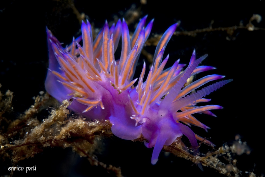 Flabellina ischitana