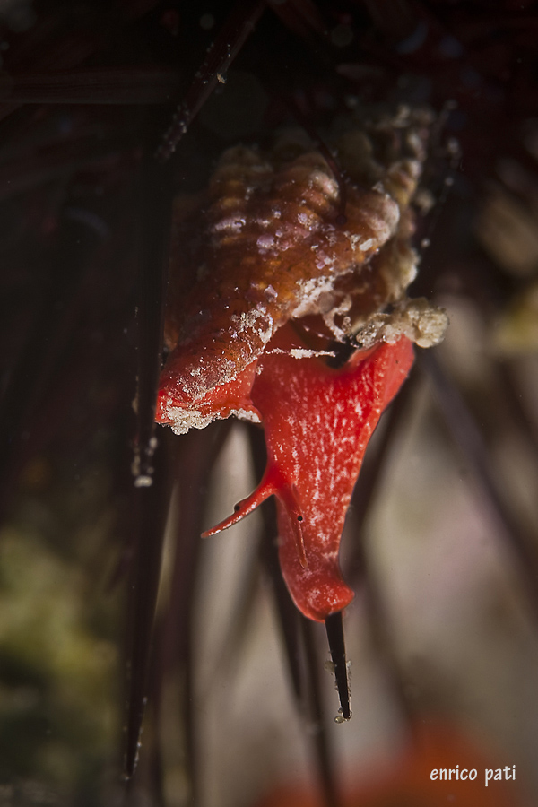 Su gli aculei di un riccio: Fusinus sp.