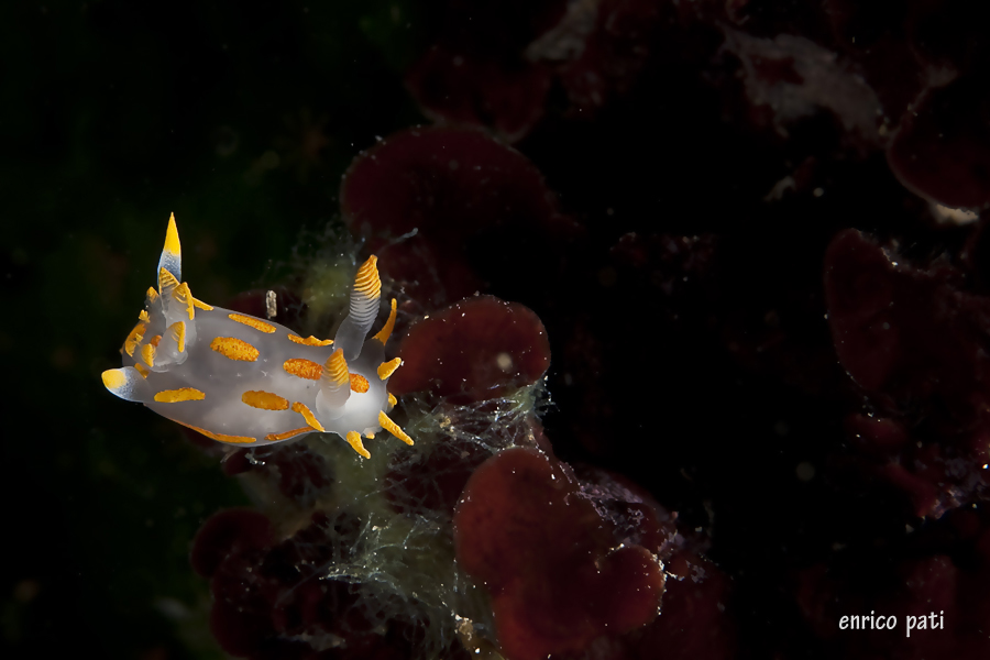 Polycera quadrilineata