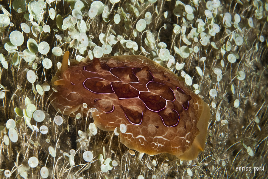 Pleurobranchus testudinarius