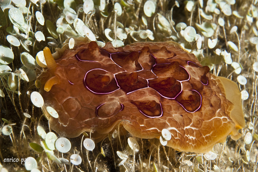 Pleurobranchus testudinarius