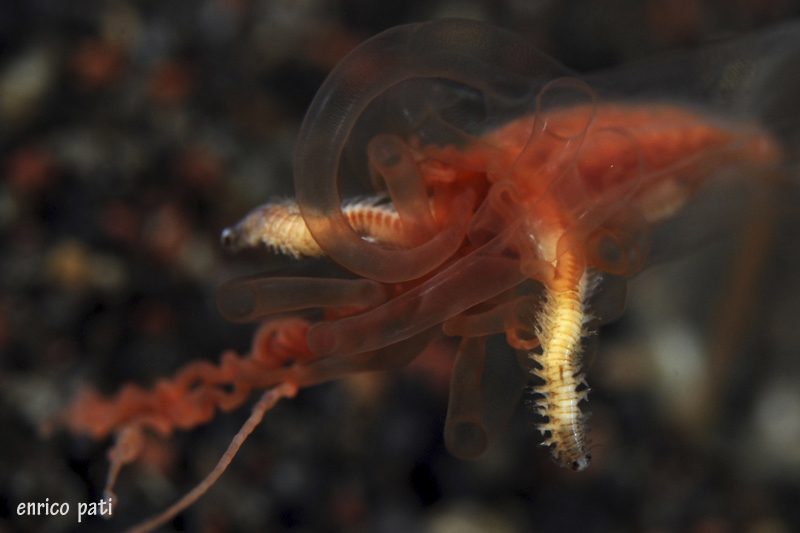 Eupolymnia nebulosa